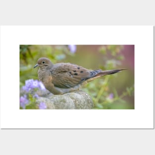 Mourning Dove On Bird Bath Posters and Art